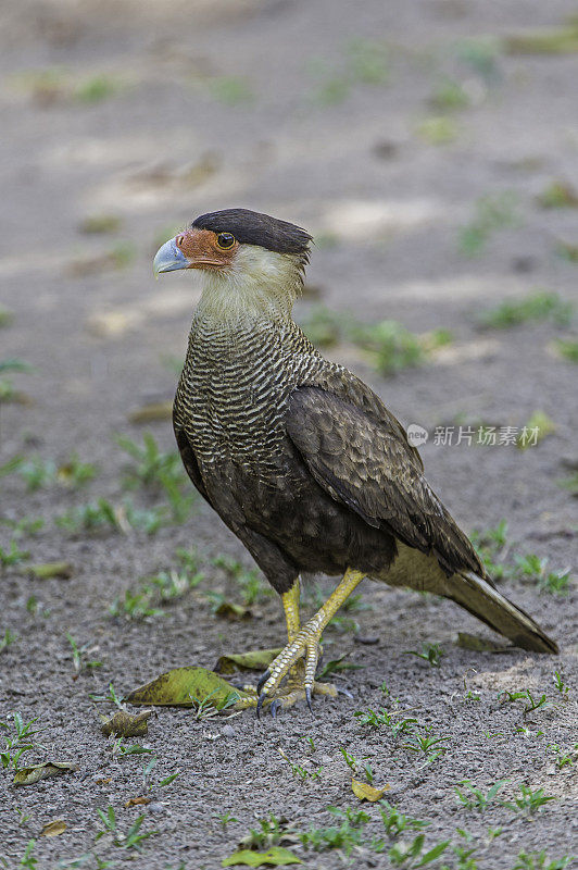 南冠狮(caracara plancus)，也称为南冠狮或carancho。